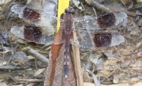 Réf. 278 385 : Erythrodiplax umbrata